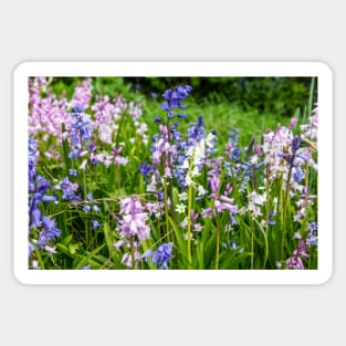 Bluebells, Pink, White And Blue Sticker